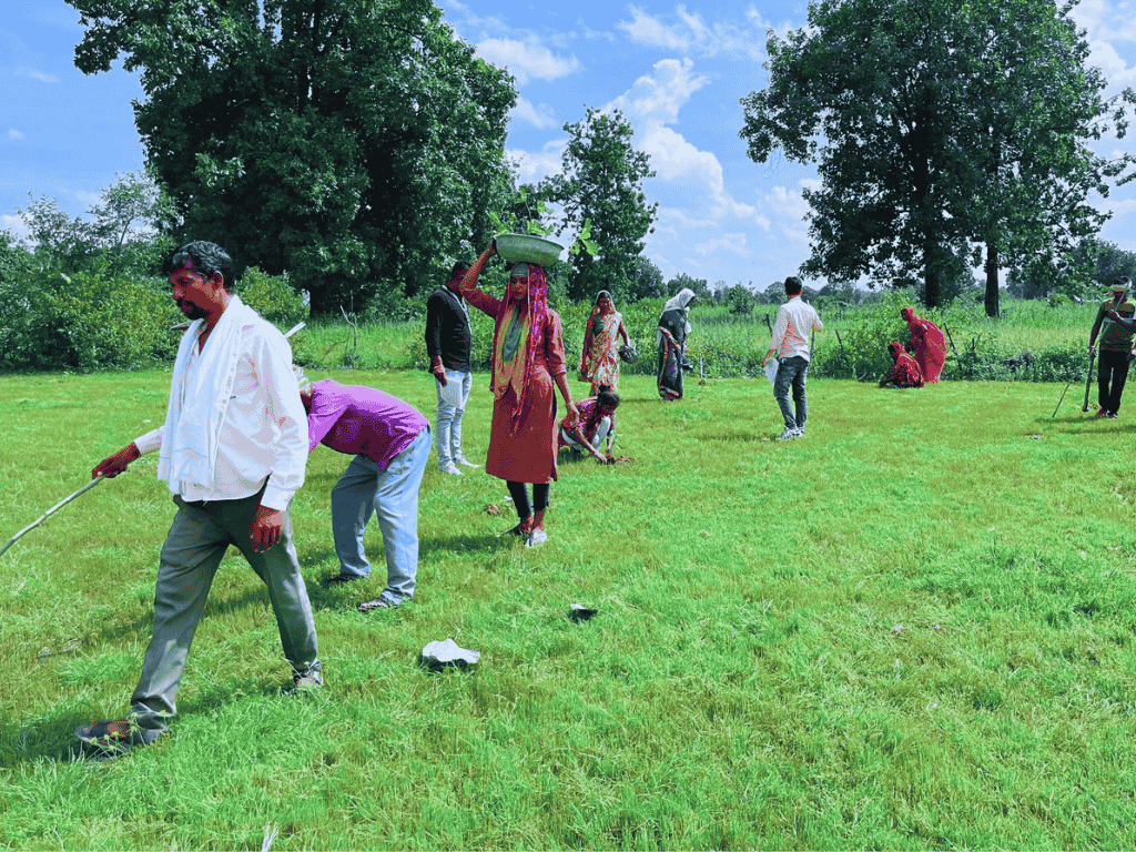 Tree Plantation Picture