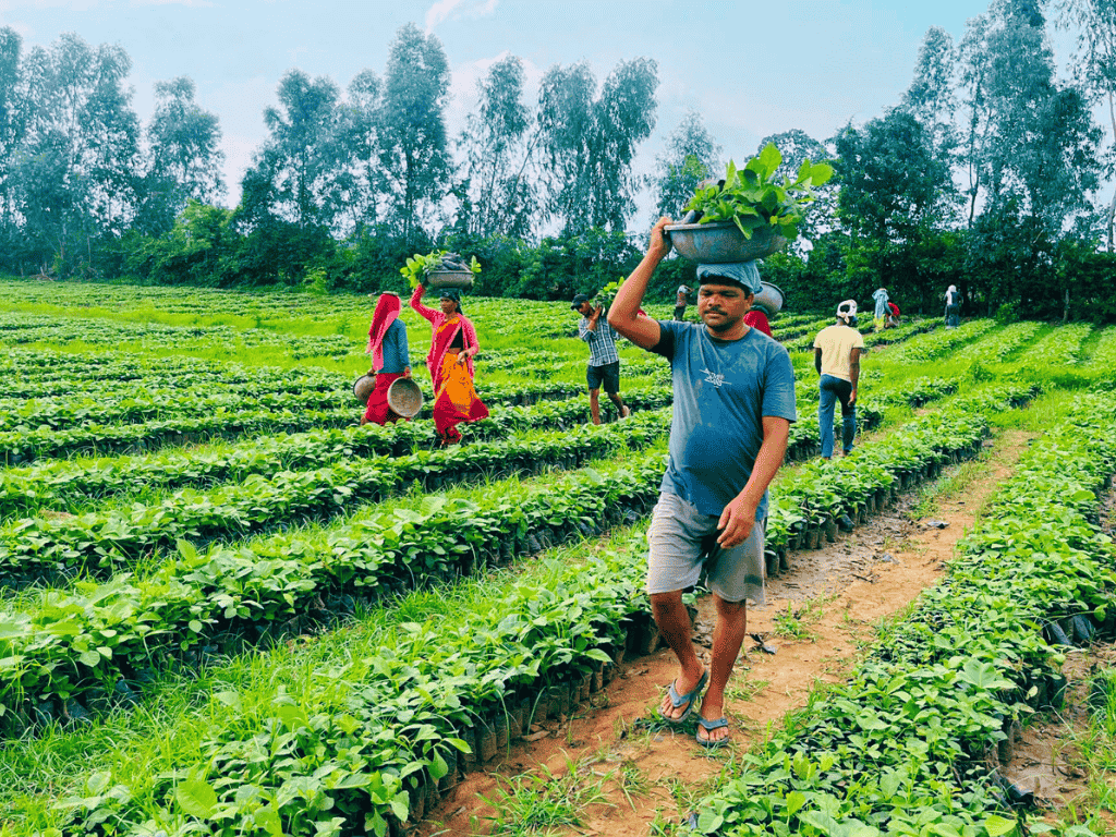 Tree Plantation