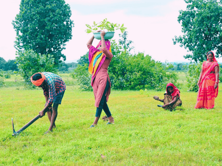 Tree Plantation picture