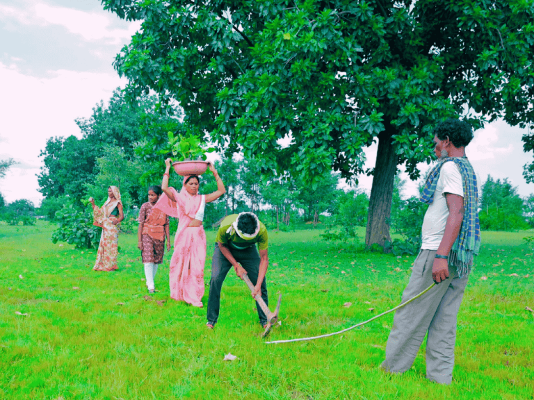 Tree Plantation Picture