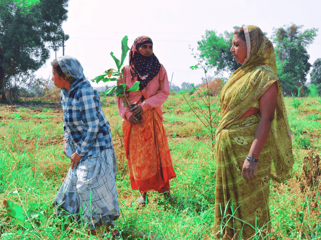 Tree Plantation